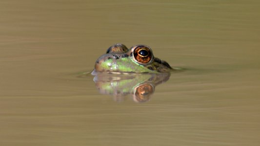 Green Frog photo