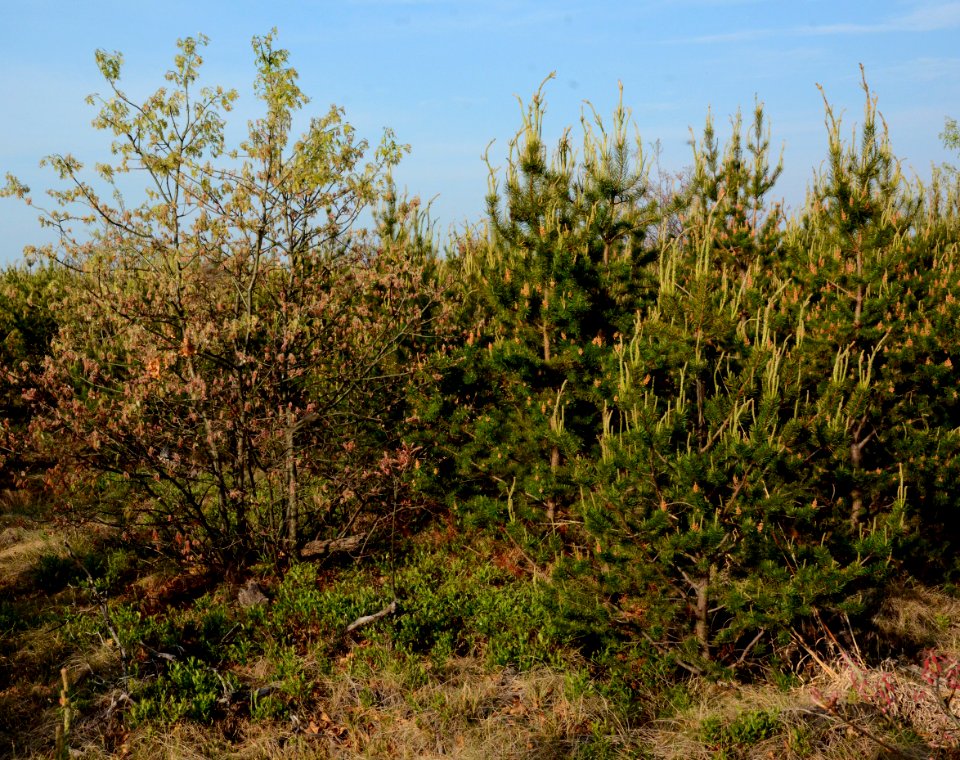Kirtland's Warbler Habitat