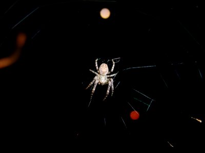 Spinne in der Nacht