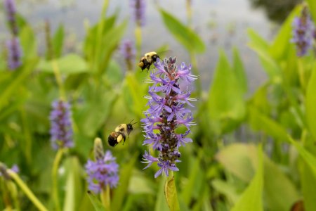 Bees on pickerel weed