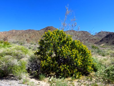 Cottonwood Spring with Wildflowers at Joshua Tree NP in CA