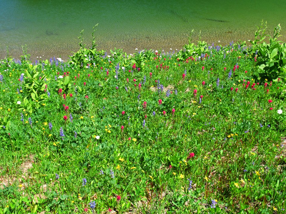 Tipsoo Lake Wildflowers at Mt. Rainier NP in WA