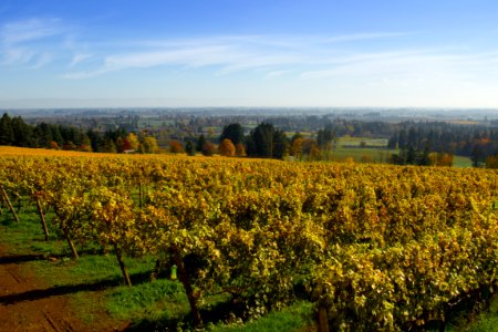 Furioso winery and vineyards, in autumn, Dundee, Oregon photo
