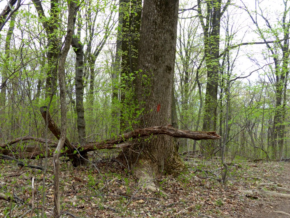 Rich Successional Tuliptree Forest at Harpers Ferry NHP