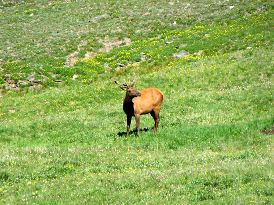 Deer at Rocky Mountain NP in CO