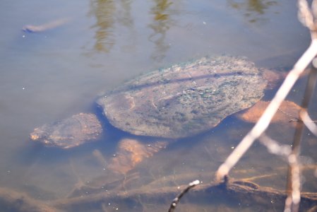 Common snapping turtle underwater photo