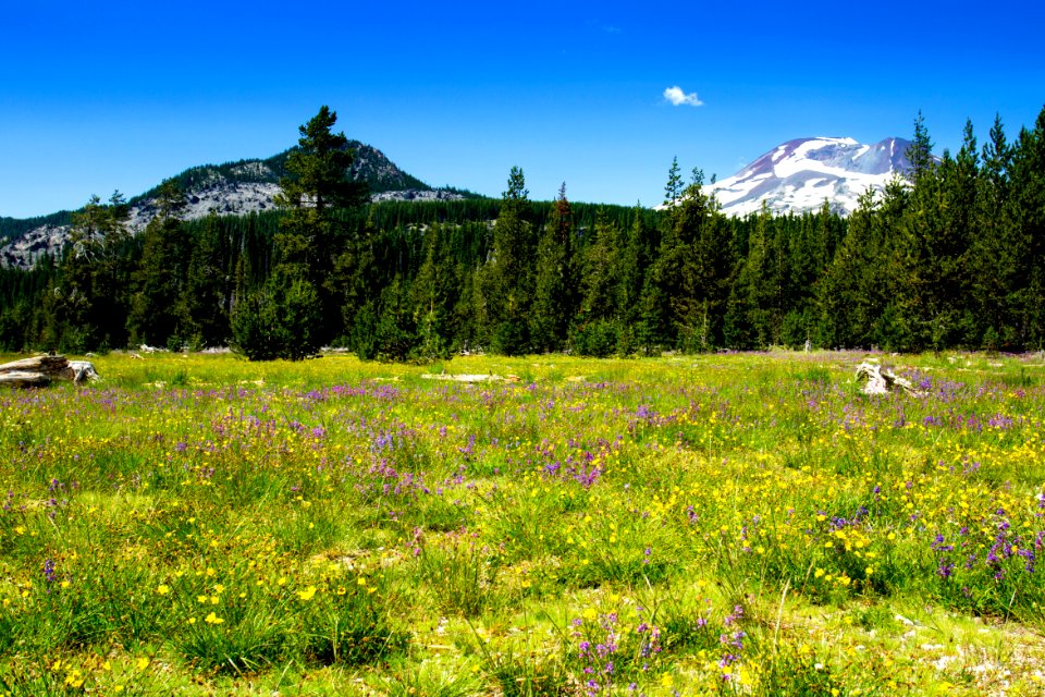 Mountain meadow near Sparks Lake, Oregon
