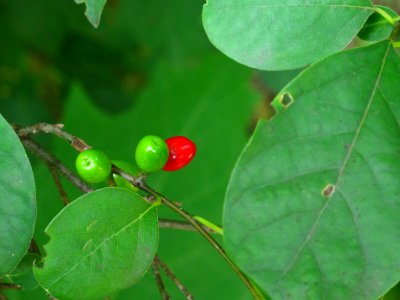 Northern Spicebush berries