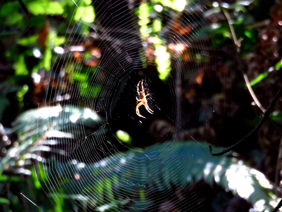 Spider Web