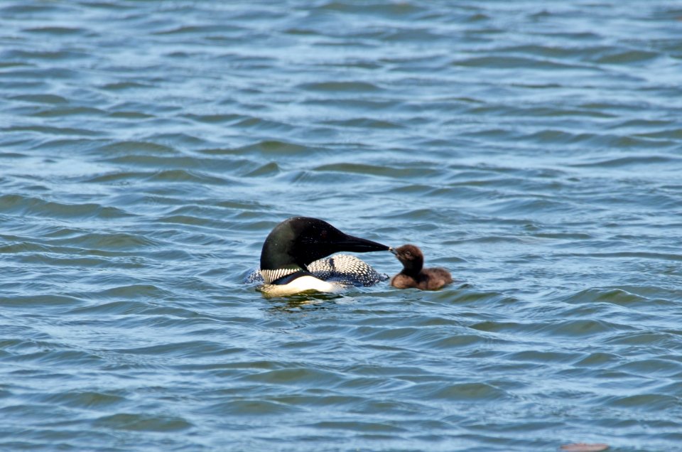 Common Loon With Chick