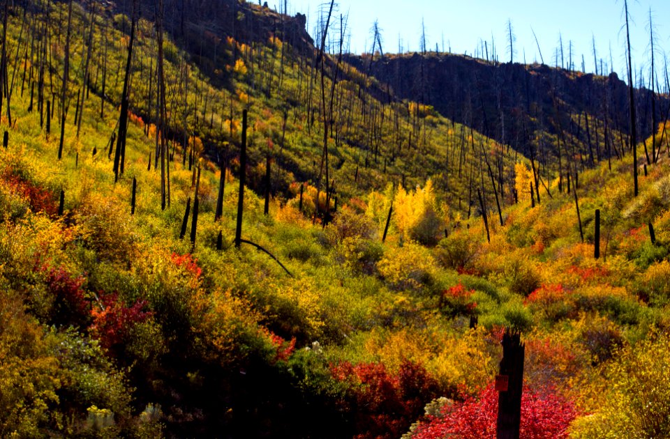 Fall color in Central Oregon