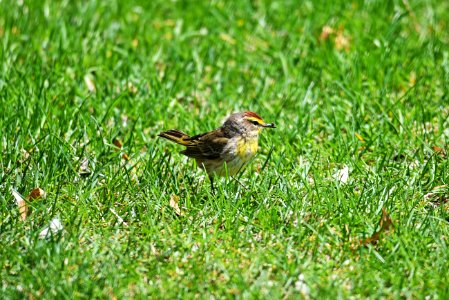 Palm warbler foraging in the grass