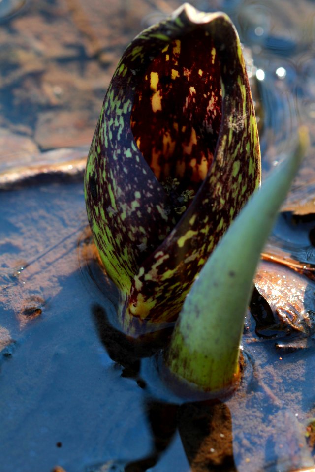 Skunk-cabbage flower
