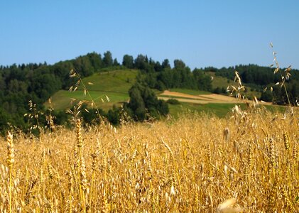 Landscape corn mountains