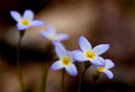 Bluets photo