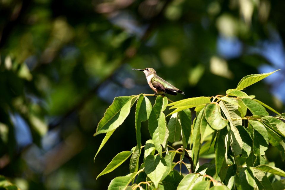 Ruby-throated hummingbird