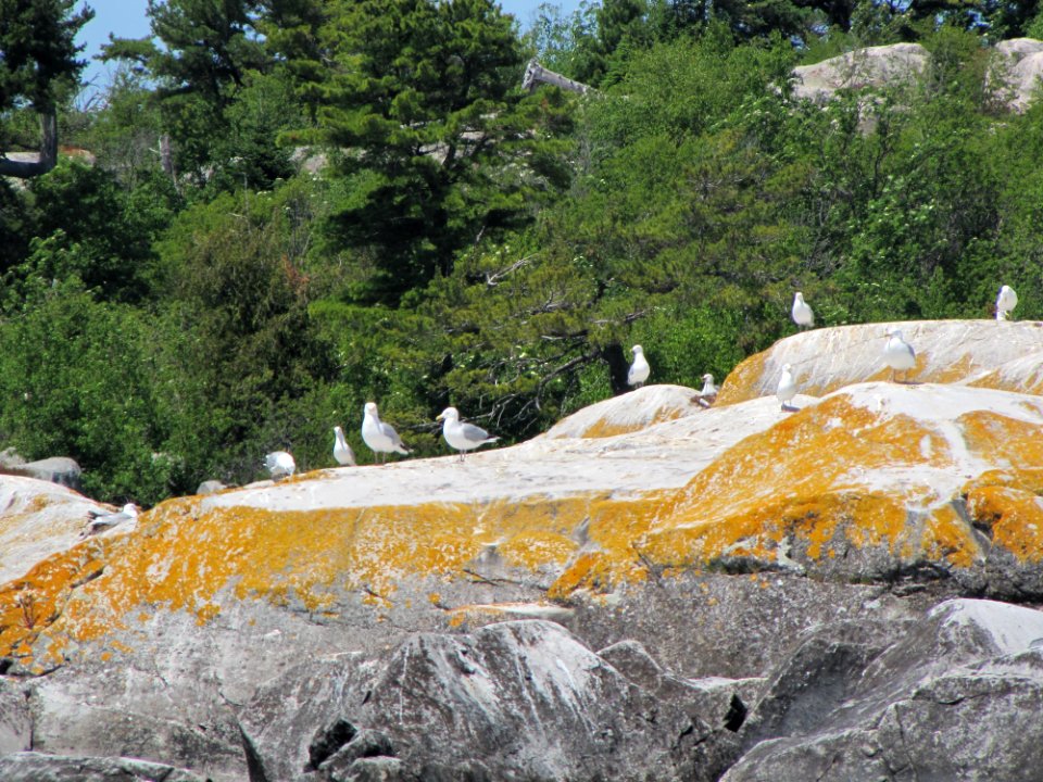 Gull Rock Island with herring gulls