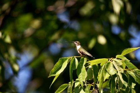 Ruby-throated hummingbird