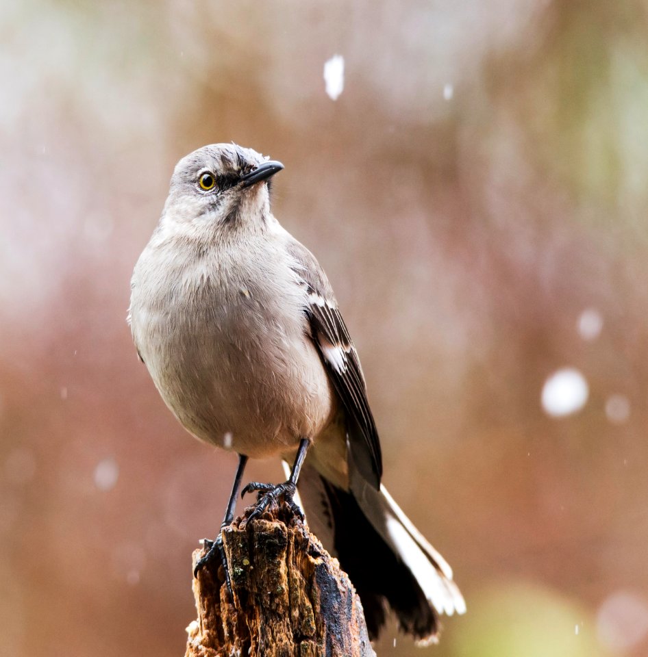 Northen Mockingbird