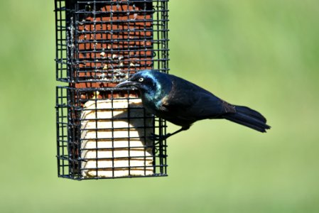 Common grackle photo