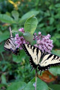 Eastern Tiger Swallowtail Butterflies