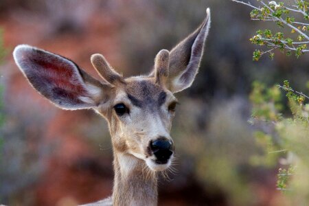 Nature antlers outdoors