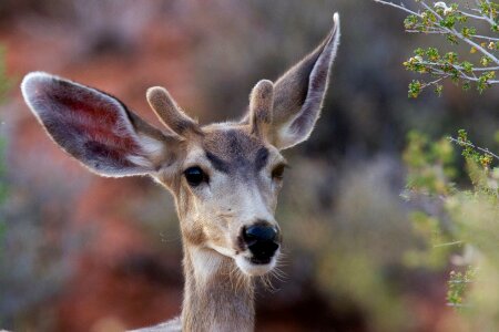 Nature antlers outdoors photo