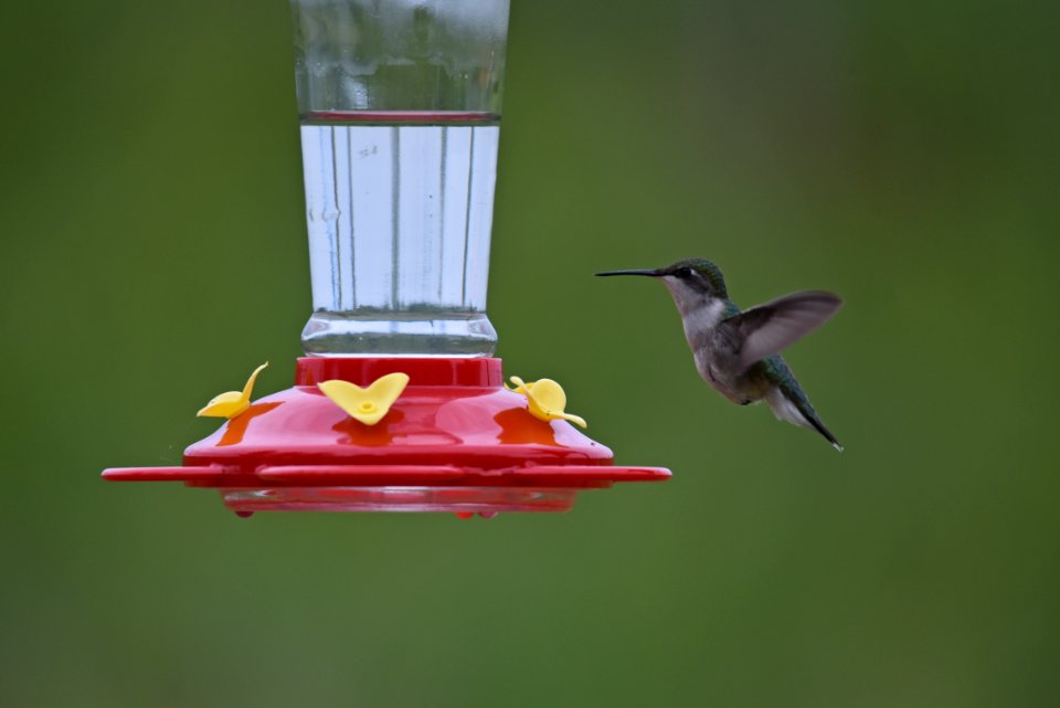 Ruby-throated hummingbird