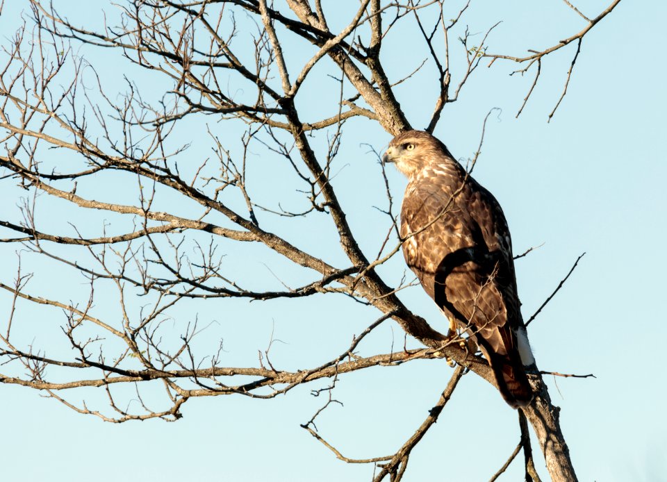 Red-tailed Hawk