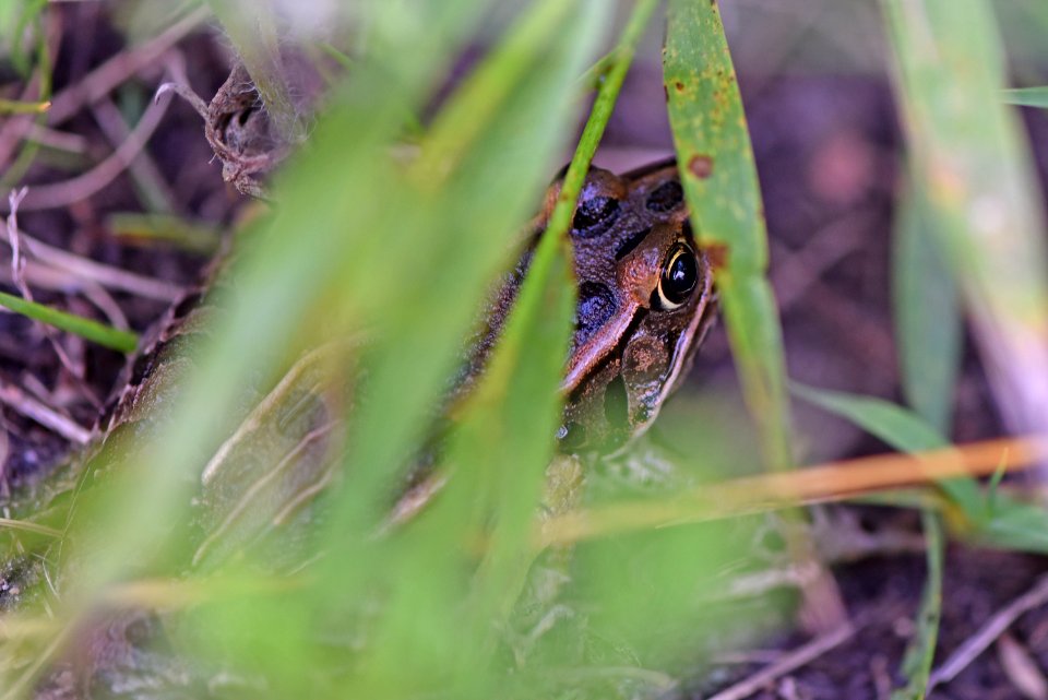 Northern Leopard Frog