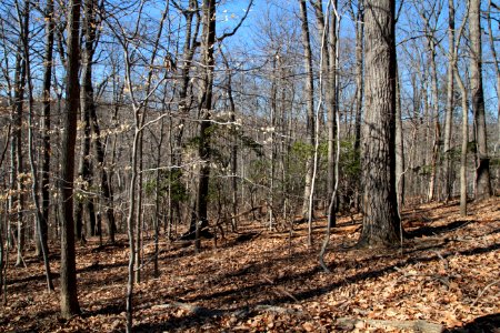 Mixed Oak / Heath Forest