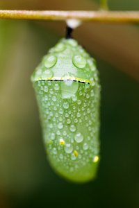 Monarch Butterfly Chrysalis photo