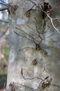 American beech