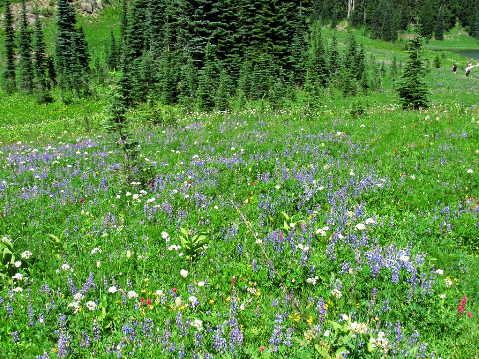 Tipsoo Lake Wildflowers at Mt. Rainier NP in WA