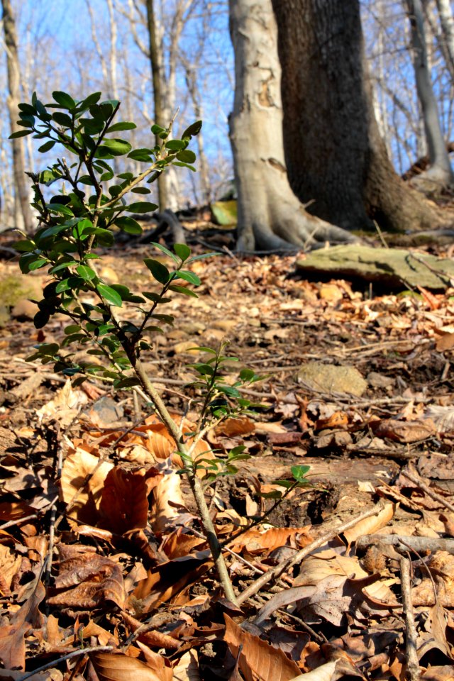 European privet seedling