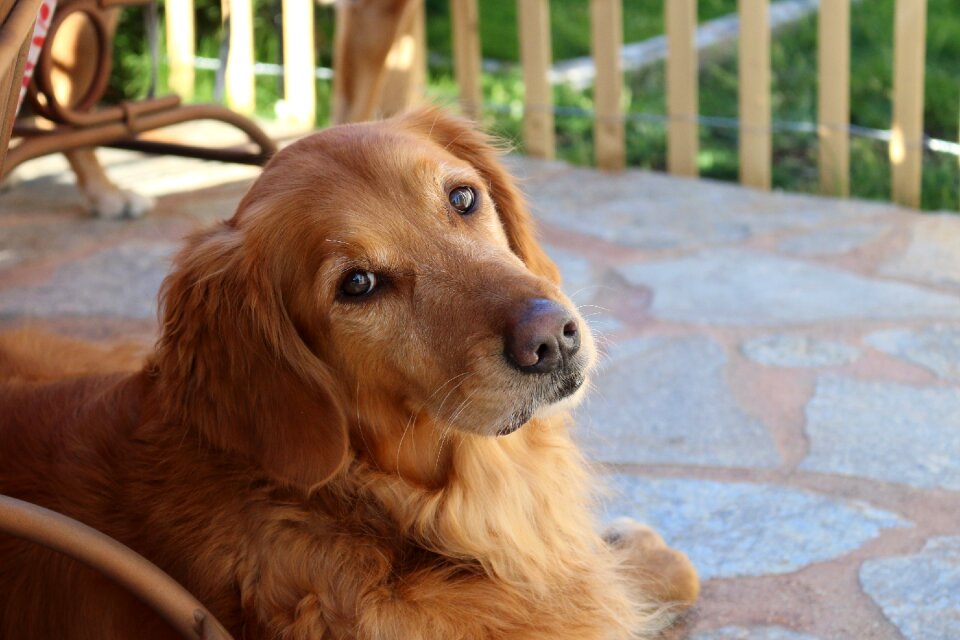 Looking resting portrait