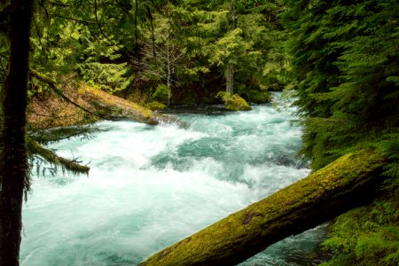 McKenzie River, Oregon