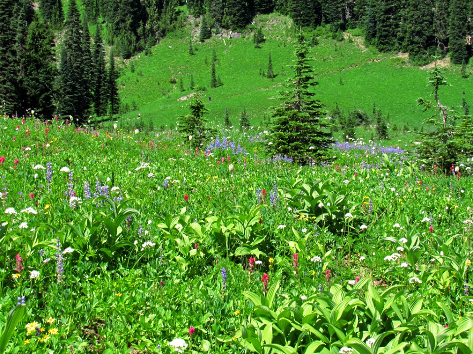 Tipsoo Lake Wildflowers at Mt. Rainier NP in WA