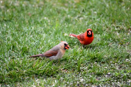 Northern cardinal pair photo