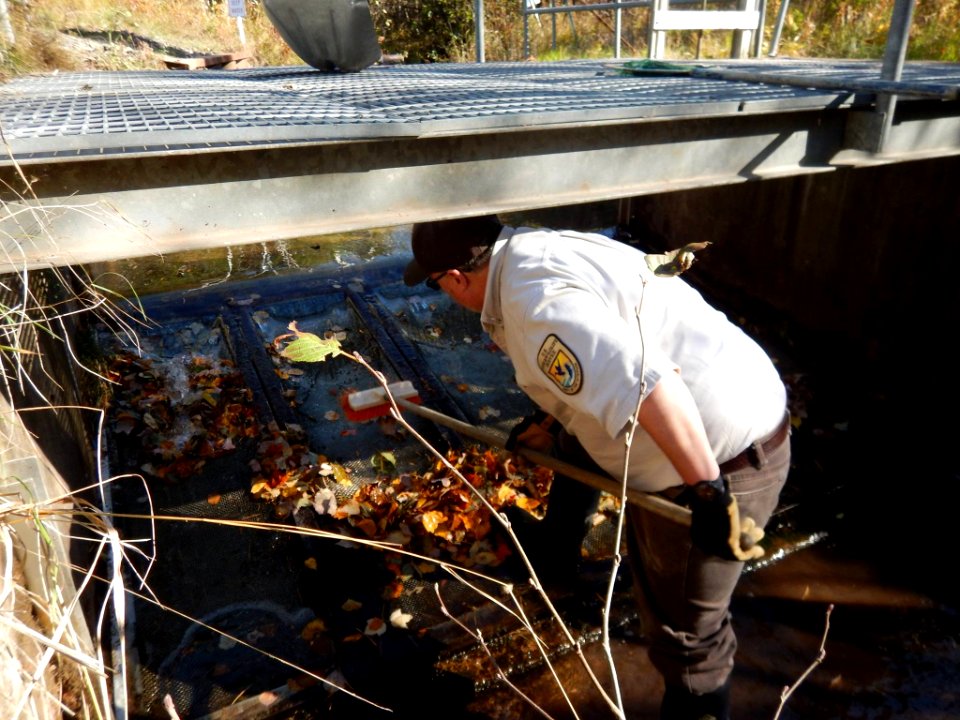 Cleaning intake, hatchery water supply, of fallen leaves