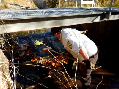 Cleaning intake, hatchery water supply, of fallen leaves photo