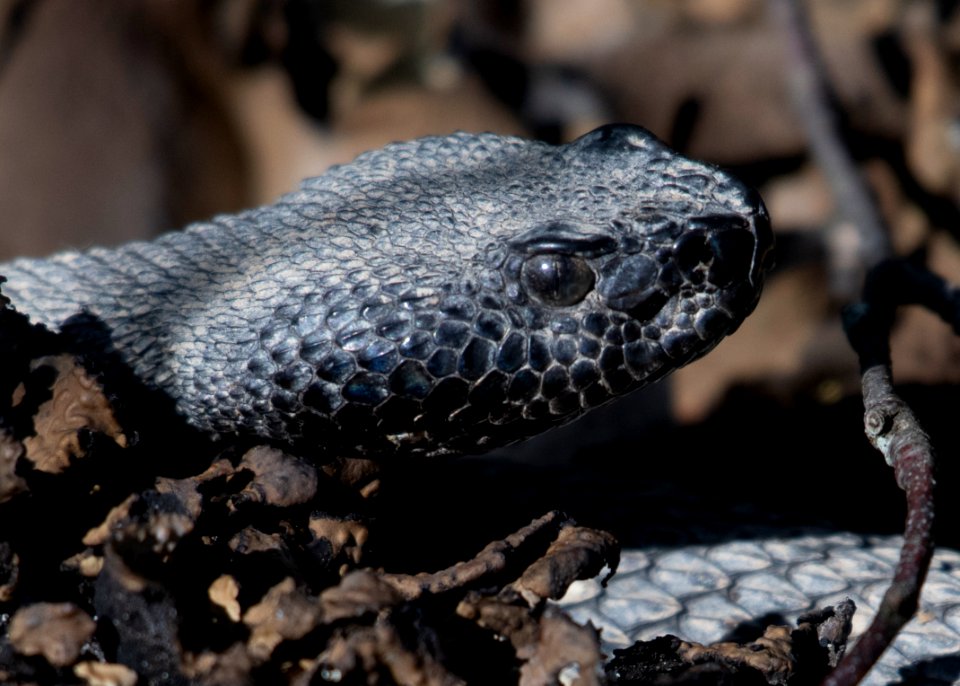 Timber Rattlesnake