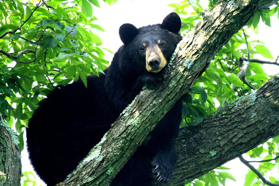 American Black Bear