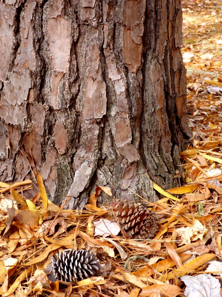 Loblolly pine cones and trunk