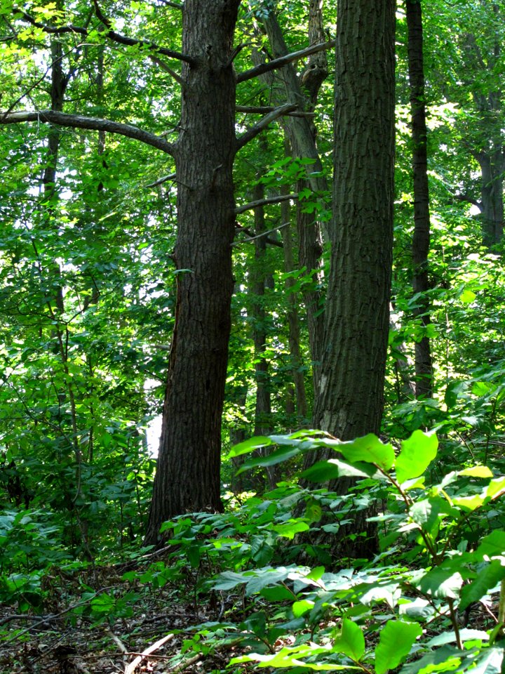 Eastern Hemlock - Hardwood Forest at Harpers Ferry NHP