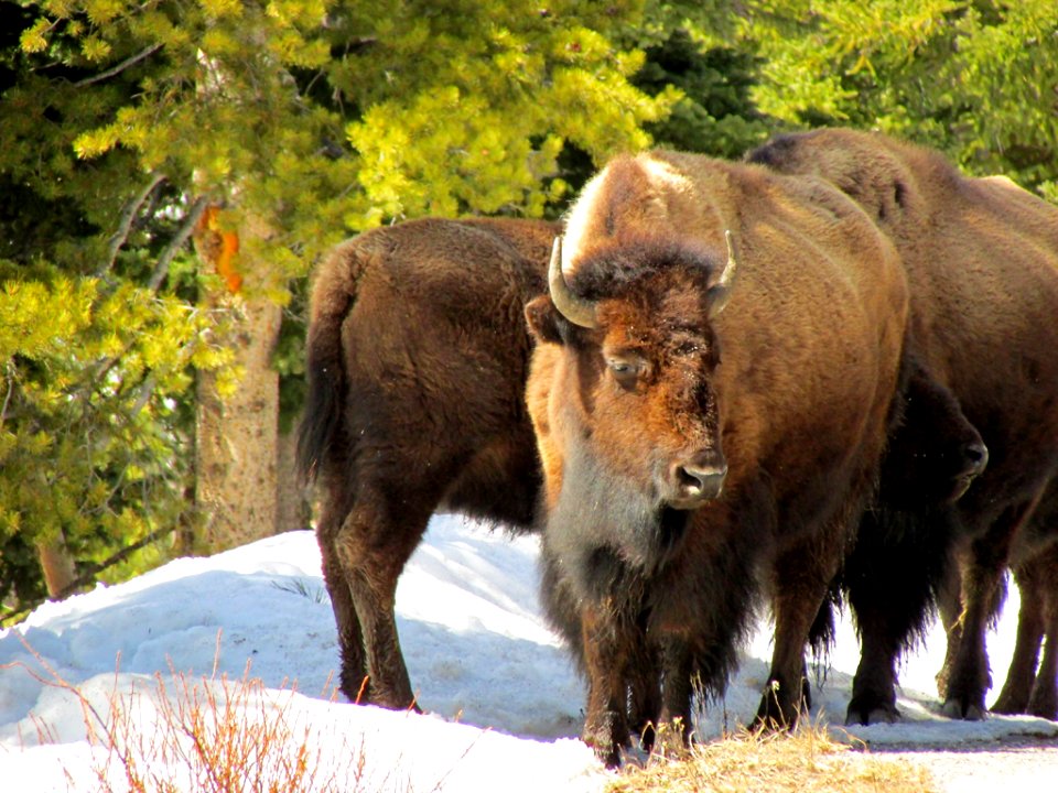 Yellowstone NP in WY