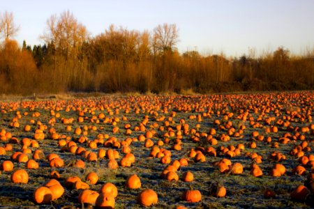 Winter field with pumpkins, Willamette Valley, Oregon photo