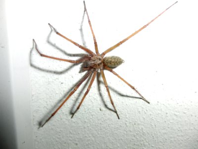 Hausspinne 1