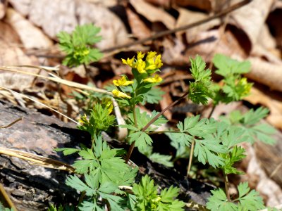 Yellow fumewort photo