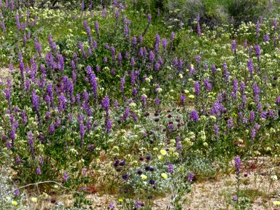 Cottonwood Spring with Wildflowers at Joshua Tree NP in CA